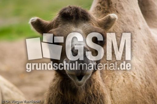 Kamel (33 von 108).jpg